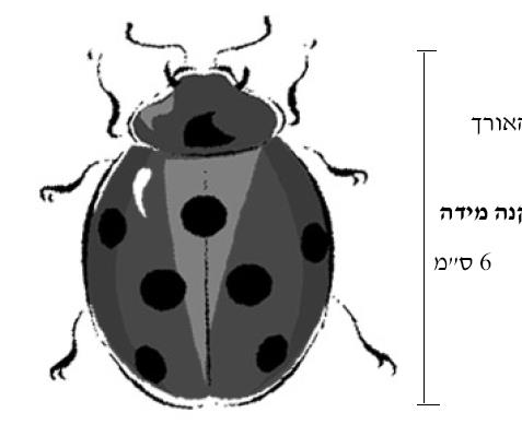 איור מוגדל של חיפושית (פרת משה רבנו), עם סימון שאורך הגוף בסרטוט הוא 6 ס"מ (שאלה 5)